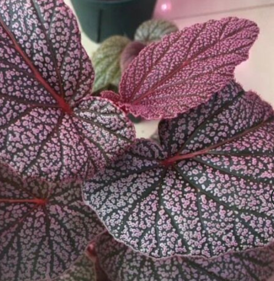 Begonia U062