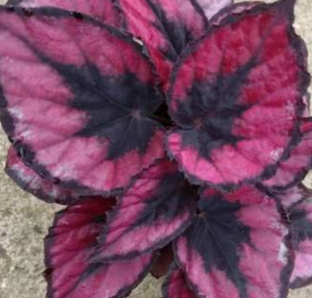 Begonia Red Heart