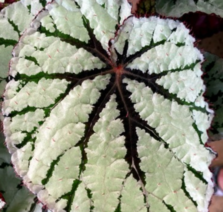 Begonia Fedor
