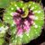 Begonia Dutch Splendor