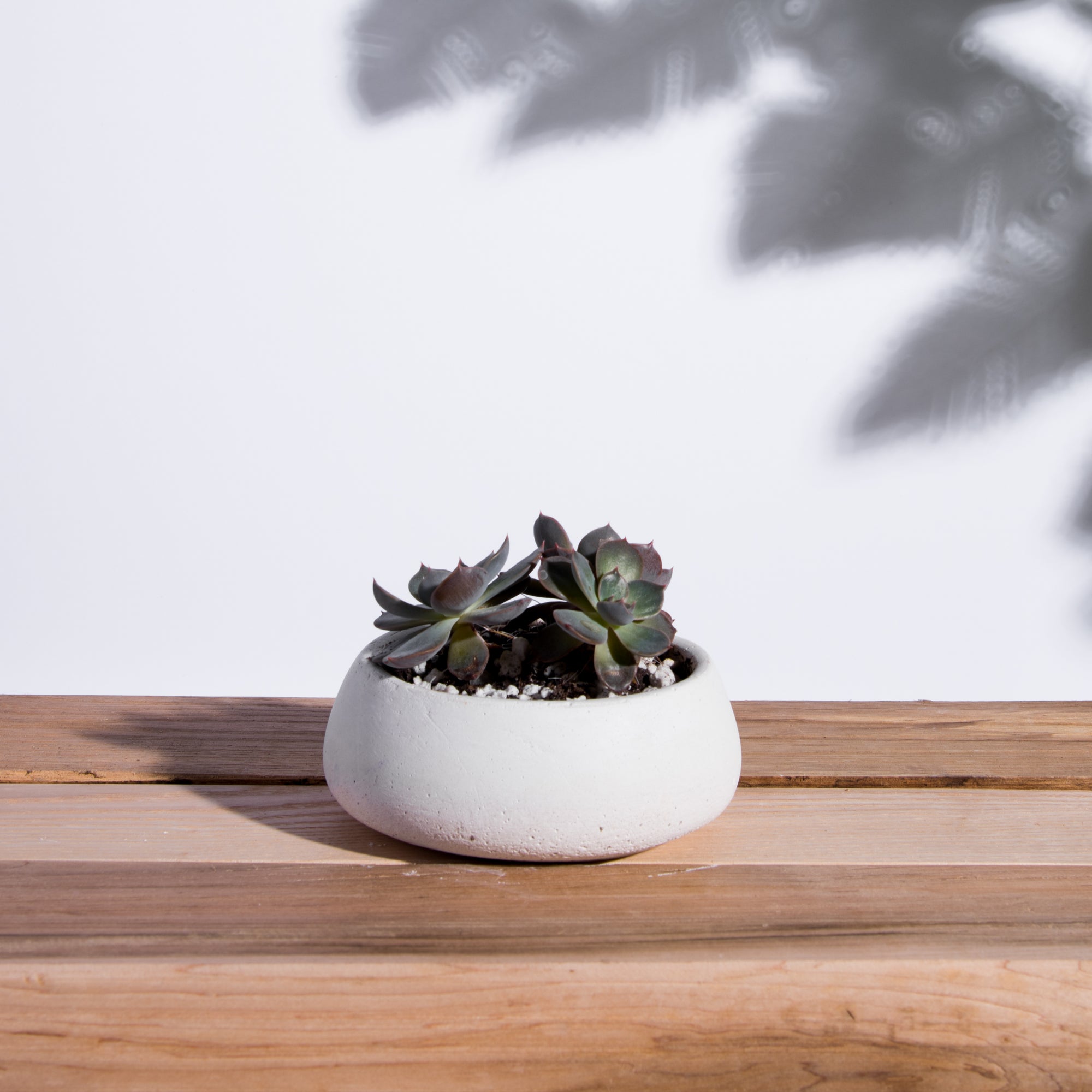 Low Profile Rounded Concrete Planter. Handcrafted in Toronto.