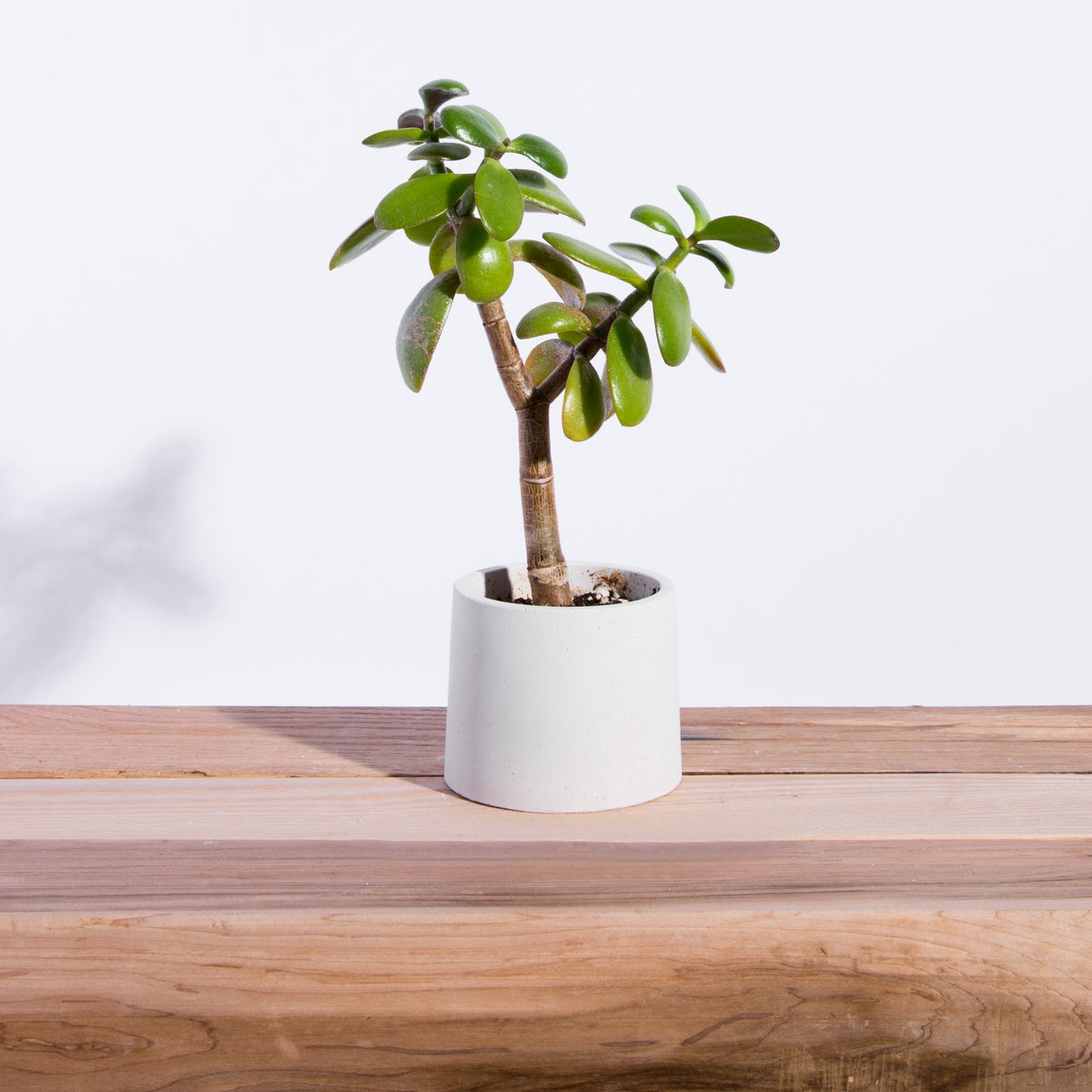 Small Tapered Round Concrete Planter. Handmade in Toronto, Canada.