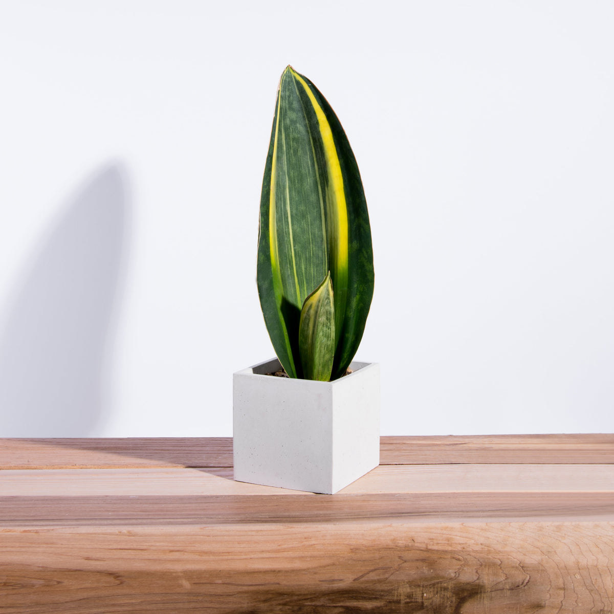 Square Concrete Planter. Sansevieria masoniana variegata whale fin snake plant not included.