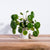 Classic Round Concrete Planter. Pilea peperomioides not included