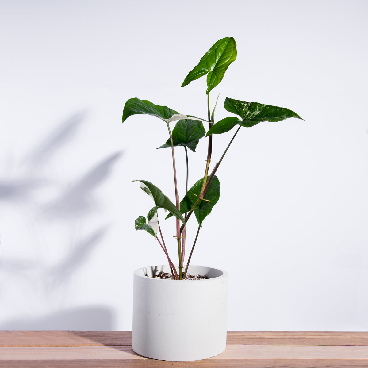 Classic Round Concrete Planter (Syngonium albo not included)