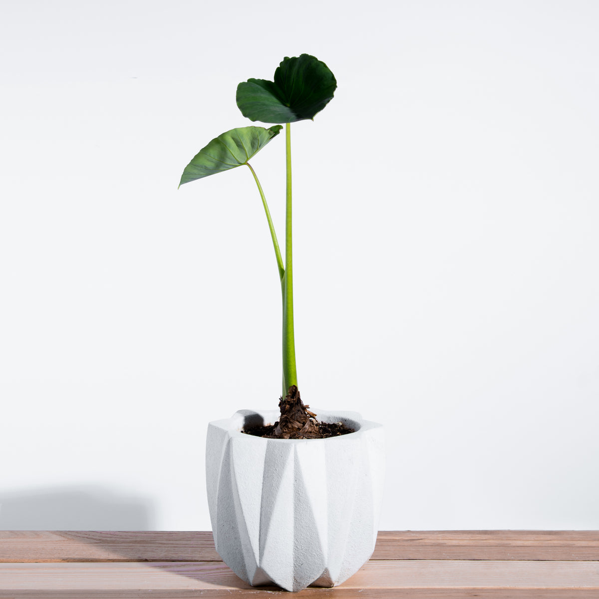 Octagram Concrete Planter. Colocasia not included.