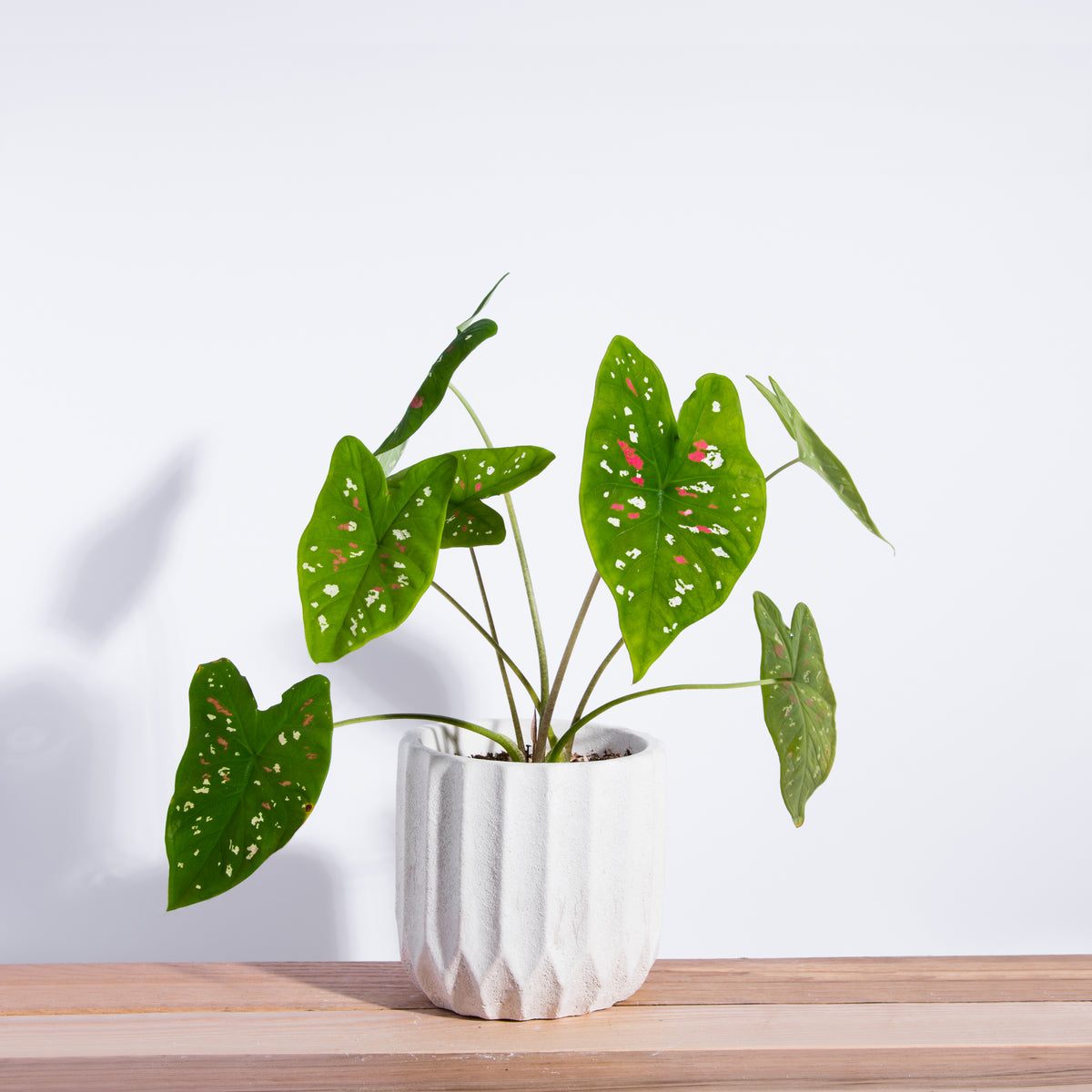 Vertical Textured Concrete Planter. Caladium not included.